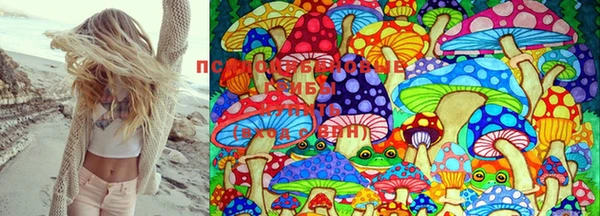 индика Абаза