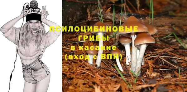 индика Абаза